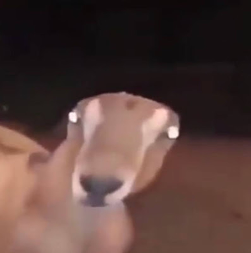 Meet your Posher, Ian